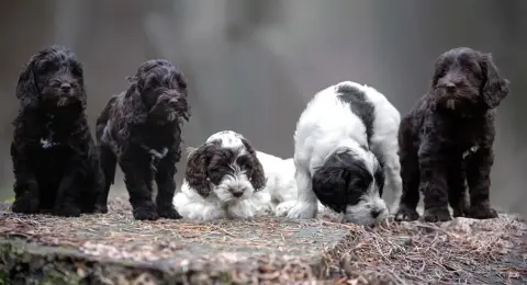Alle Labradoodle pups samen uit het eerste nestje van Mollie